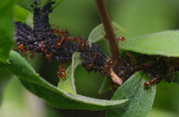 mrówki i mszyce 1