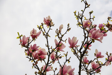 Pink and white magnolia buds on a tree in the spring