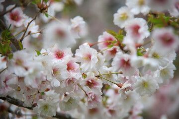 White blossoms on a dogwood tree in the spring