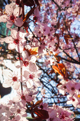 cherry blossoms during cherry blossom festival in Washington DC United States