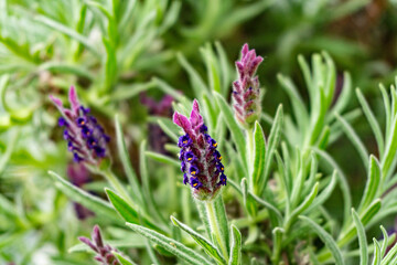 Close up shot of a lavender flower