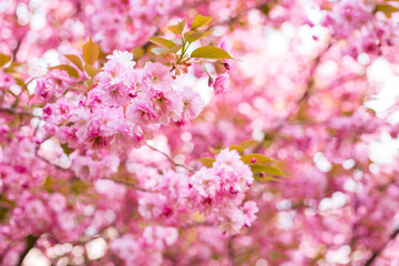 Beautiful cherry blossom sakura in spring time on nature background. Botanical garden concept. Tender bloom. Aroma and fragrance. Spring season. Tenderness. Branch of sakura. Perfumery concept.