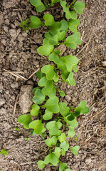 garden radish