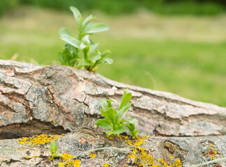 firewood with sprouts
