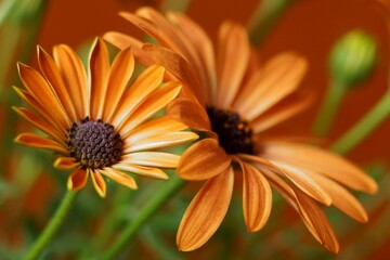 Orange daisy flowers - African Daisy; Dimorphotheca Sinuata