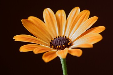 Orange daisy flower - African Daisy; Dimorphotheca Sinuata