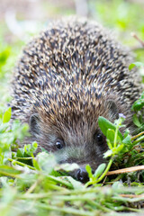 The hedgehog sits straight and looks straight into the camera © Kateryna