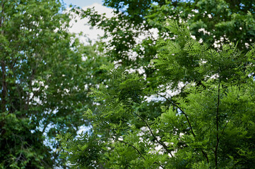 Fototapeta na wymiar Detail of the beautiful and green leaves of a tree, with a cloudy sky behind