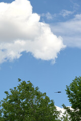 Clouds in a blue sky with the leaves of trees in the foreground and a magpie flying