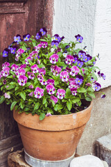 Fototapeta na wymiar Small Purple and Blue Viola Flowers in a Pot