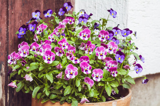 Small  Purple and Blue Viola Flowers in a Pot