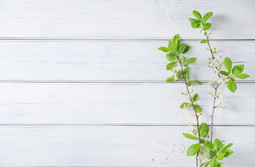 white wood textured background with cherry blossom branch. Top view and copy space