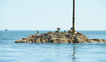 Cormorant dries its wings. The birds dries its plumage in the sun. The coast of the sea. A flock of sea birds on the rocky coastline of Dublin, Ireland.