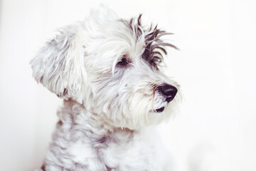 Sweet White Havanese Dog with Black Year . Portrait of Dog Looking at the Camera on a White Background