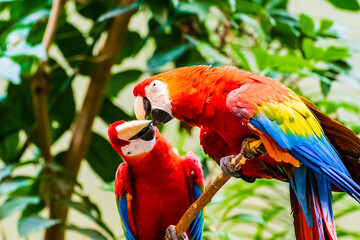 A cute pair of scarlet macaws (ara macao) kissing
