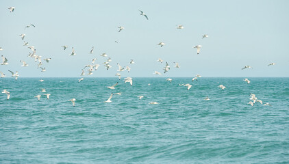 Flock of seagulls flying over water of the irish sea.