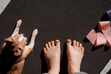 Photo of chihuahua dog, female legs and sports elastic bands on black mat