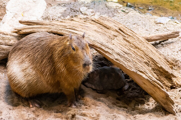 View of a capybara (Hydrochoerus hydrochaeris), a giant cavy rodent native to South America