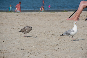 Möwe