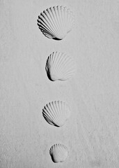 Four black and white shells on the sand