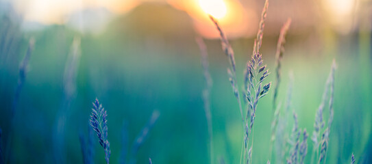 Abstracte zonsondergang banner veld landschap van gras weide op warme gouden uur zonsondergang of zonsopgang tijd. Rustige lente zomer natuur close-up en wazig bos achtergrond. Idyllisch natuurlandschap
