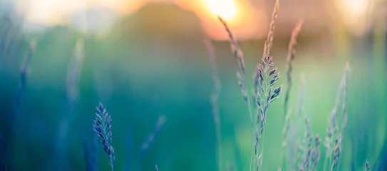 Keuken foto achterwand Blauwgroen Abstracte zonsondergang banner veld landschap van gras weide op warme gouden uur zonsondergang of zonsopgang tijd. Rustige lente zomer natuur close-up en wazig bos achtergrond. Idyllisch natuurlandschap