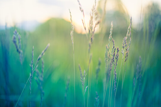 Abstract Sunset Field Landscape Of Grass Meadow On Warm Golden Hour Sunset Or Sunrise Time. Tranquil Spring Summer Nature Closeup And Blurred Forest Background. Idyllic Nature Scenery