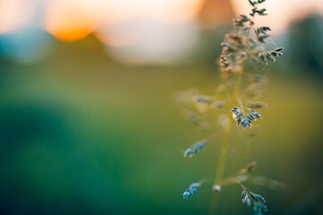 Abstract sunset field landscape of grass meadow on warm golden hour sunset or sunrise time. Tranquil spring summer nature closeup and blurred forest background. Idyllic nature scenery