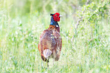 Birds Common pheasant Phasianus colchicus. In the wild