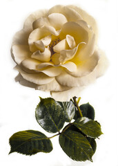 Macro photo with a nice big white rose