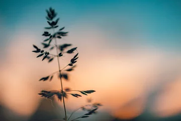 Fotobehang Wild grass in the forest at sunset. Macro image, shallow depth of field. Abstract summer nature background. Vintage filter. Dream meadow sunset. Nature closeup beautiful summer meadow background © icemanphotos
