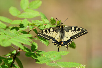 butterfly on leaf