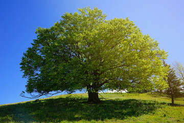 Fototapeta premium Schöner Baum mit großer Krone im Sonnenlicht auf einem Hügel