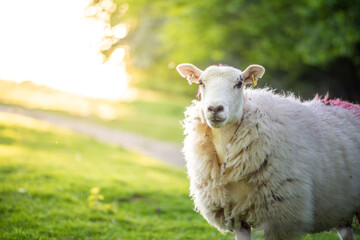 sheep in a field with sunlight of sunshine