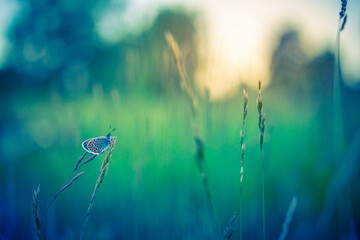 Dream meadow sunset. Nature closeup beautiful summer meadow background. Inspirational nature closeup. Magical wonderful stunning spring butterfly relax tranquil nature macro. Blurred bokeh trees sky