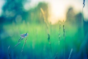 Dream meadow sunset. Nature closeup beautiful summer meadow background. Inspirational nature...