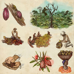 Cocoa harvesting and processing. Agriculture. An hand drawn illustrations on old paper. - 436730957