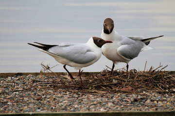 A close up of a pair of Black Headed Gulls