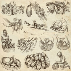 Cocoa harvesting and processing. Agriculture. An hand drawn illustrations on old paper. - 436730995