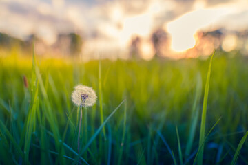 Wild grass with dandelions in the mountains at sunset. Macro image, shallow depth of field. Relaxing summer nature background. Bright, delicate nature details. Inspirational nature concept soft colors