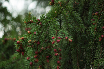 Green thorny branches with spruce or pine with cones. Young needles. Template for a New Year's card