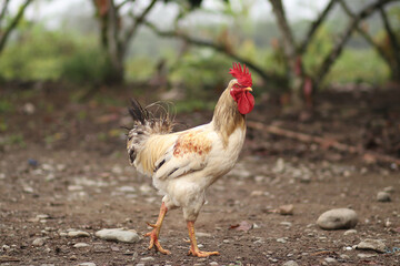 gallo grande cresta roja. gallo de campo. gallo amarillo,
gallo de granja
