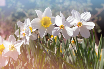 Spring nature background with narcissus flowers, selective focus. White daffodils flowers close-up on a green background