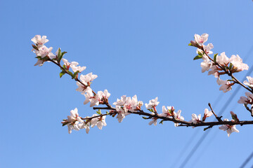 Blooming cherry branch against the blue sky