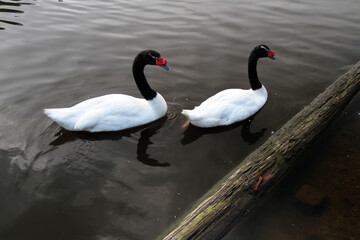 A pair of Black Necked Swans on the water