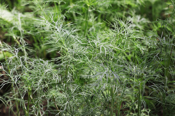 Young dill in the garden. Dill natural background green color