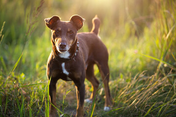 A small brown terrier dog walks with a collar in the grass and in the summer sunlight. Dog in nature, Jack Russell terrier portrait