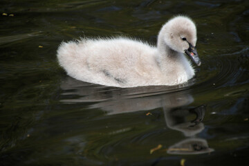 A close up of a Black Swan Cygnet