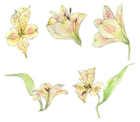 Watercolor set of orange flowers Alstroemeria with green leaves drawn by hand, isolated on a white background. Delicate flower