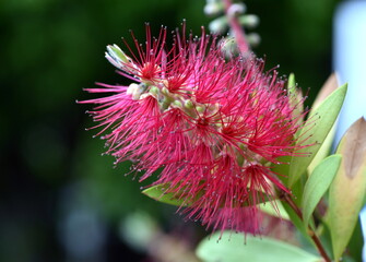 Blüte eines Karminroten Zylinderputzers